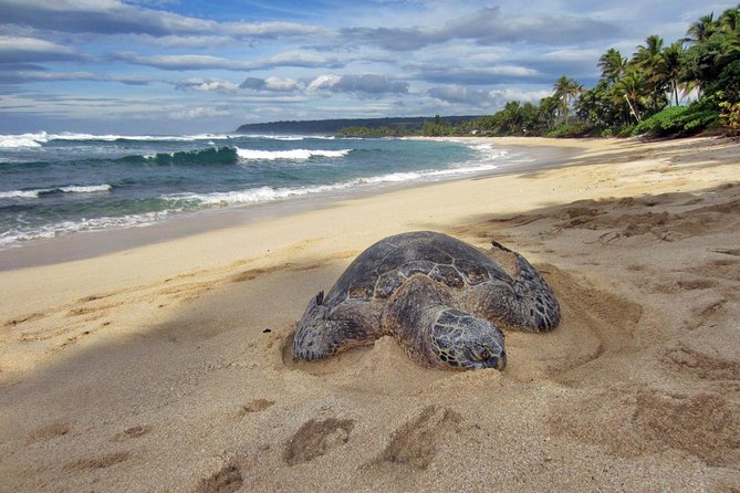 Custom Island Tour - for 4 to 5 People - up to 8 Hours - Private Tour of Oahu - Customer Reviews