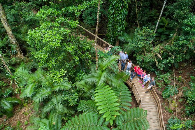 Daintree Rainforest, Cape Tribulation and Bloomfield Track Tour - Itinerary Experience