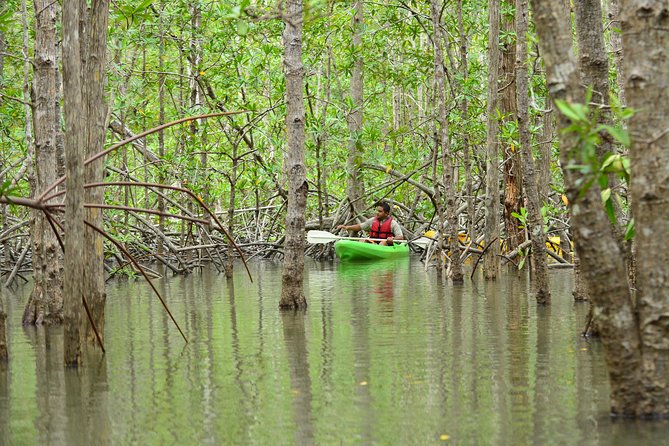 Damas Island Mangrove Kayaking Tour From Manuel Antonio - Additional Information