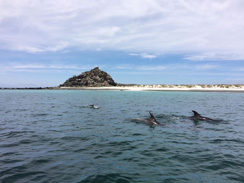 Damas or Chañaral Island: Whales & Humboldt Penguin Reserve - Tour Description