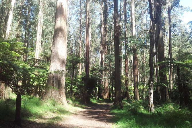 Dandenong Ranges Private Day Tour - Guided Walk and Cultural Learning