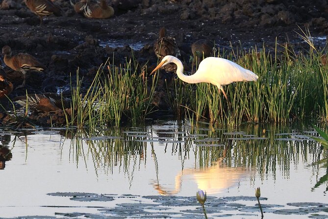 Darwin: Evening Tour to Fogg Dam Wetlands and Humpty Doo Hotel - Customer Reviews