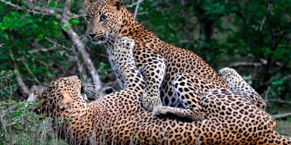Dawn Safari Adventure in Yala National Park" - Leopard Spotting