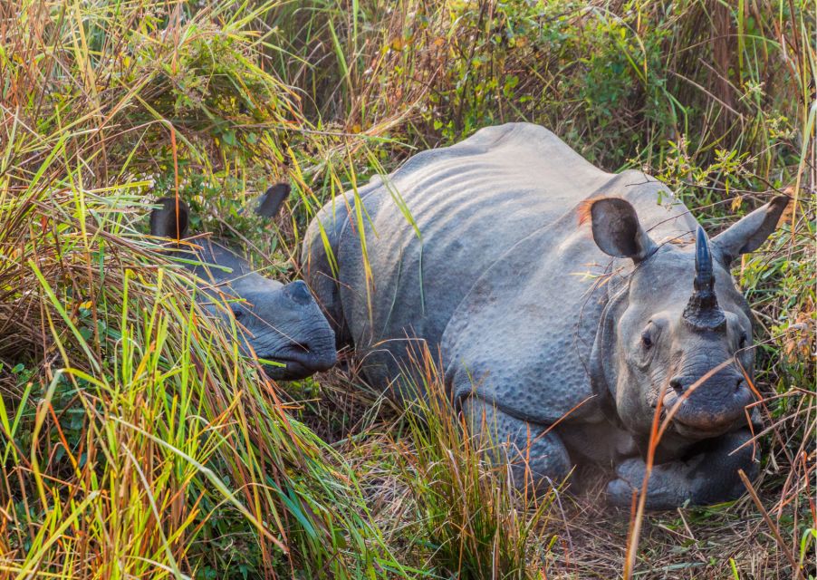 Day Trip to Kaziranga National Park (Tour From Guwahati) - Participant Selection and Date Availability