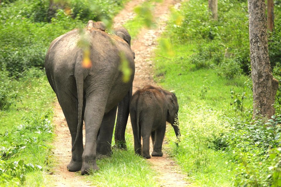 Day With Elephants at Udawalawe National Park & Transit Camp - Transportation and Safety Measures
