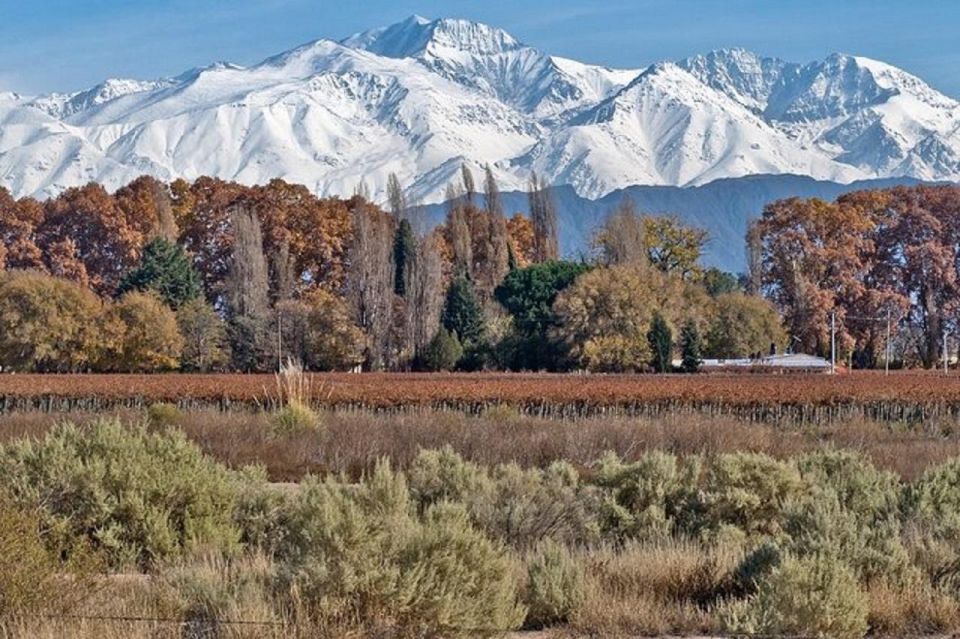 Daytour to Mendoza Wineries - Highlights of the Tour Experience