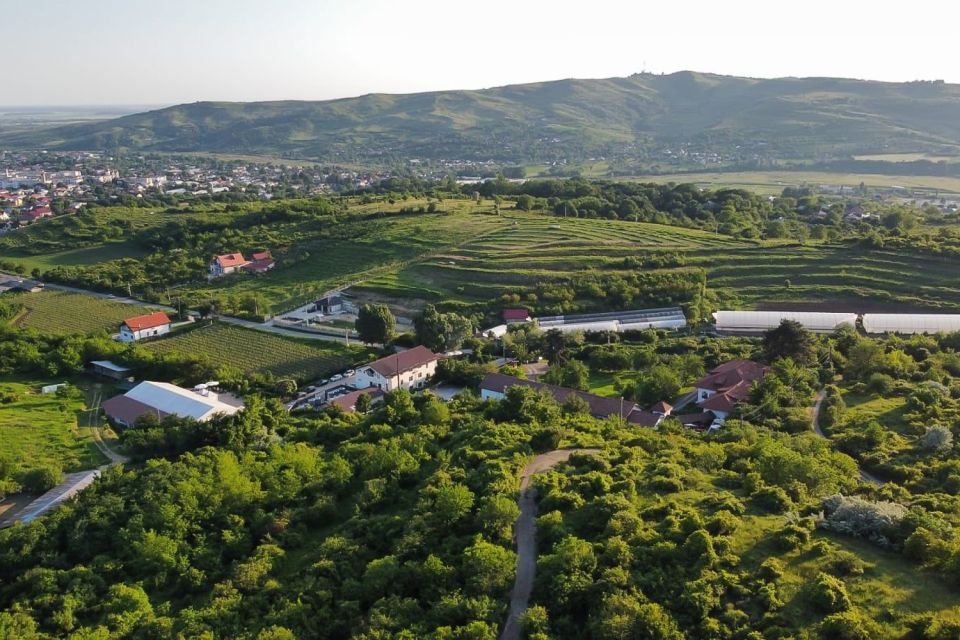 Dealu Mare Wineries: Wine Tasting Tour on the Old Wine Road - Romanias Wine Industry Background