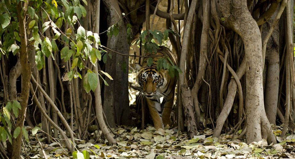 Delhi: 3-Day Trip to Ranthambore National Park With Safari - Safari Experience