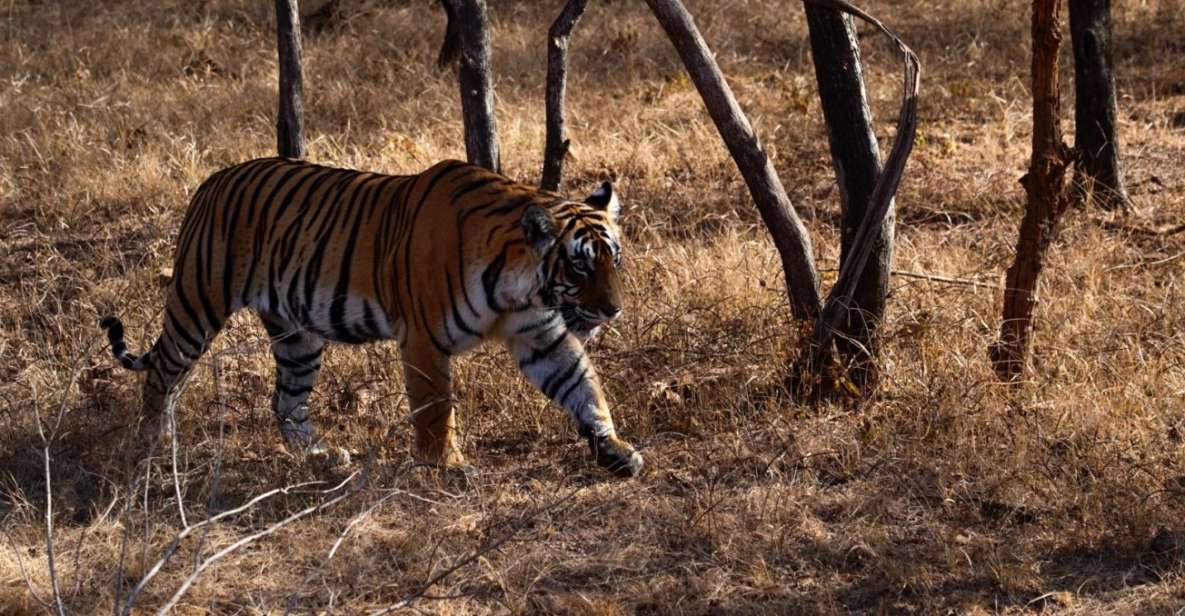 Delhi: 7 Days Golden Triangle With Ranthambore & Varanasi - Ranthambore Wildlife Safari Experience