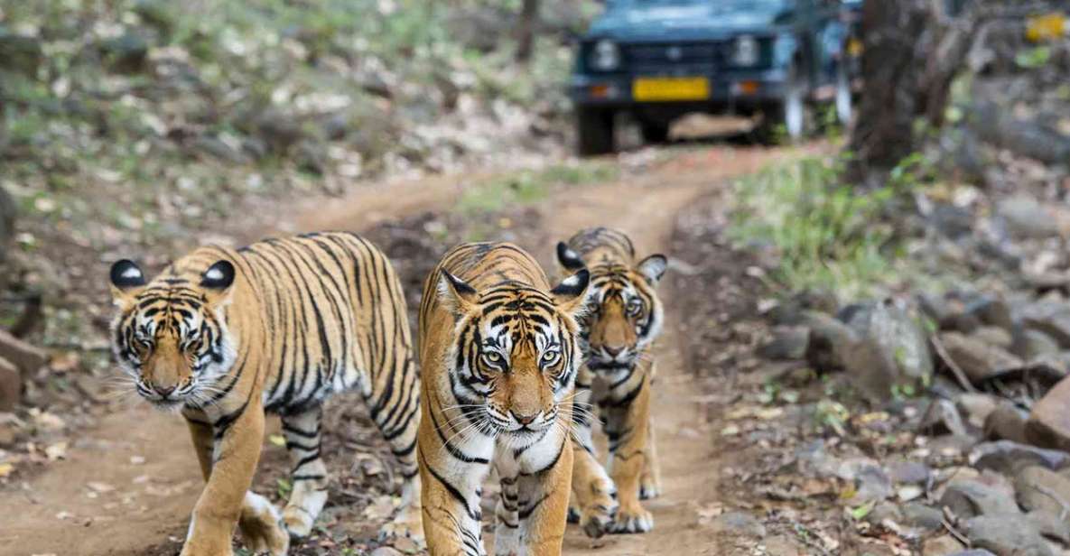 Delhi Agra Ranthambore Jaipur Tour Package - Inclusions and Exclusions