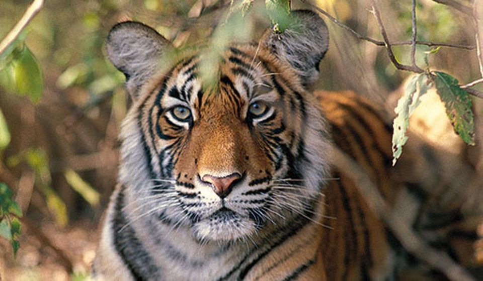 Delhi: Ranthambore National Park 3-Day Trip W/ Tiger Safari - Exclusions