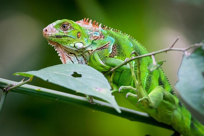 Deluxe Private Manuel Antonio Park Tour - Park Entrance Requirements