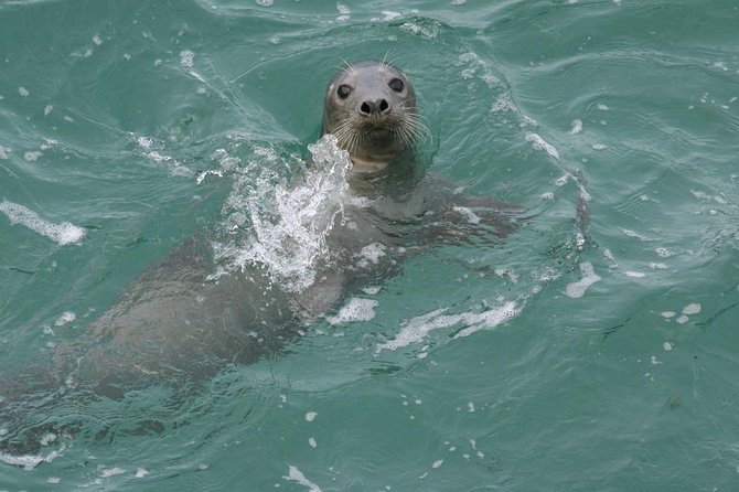 Dingle Boat Tours Wildlife RIB Adventure - Booking Information