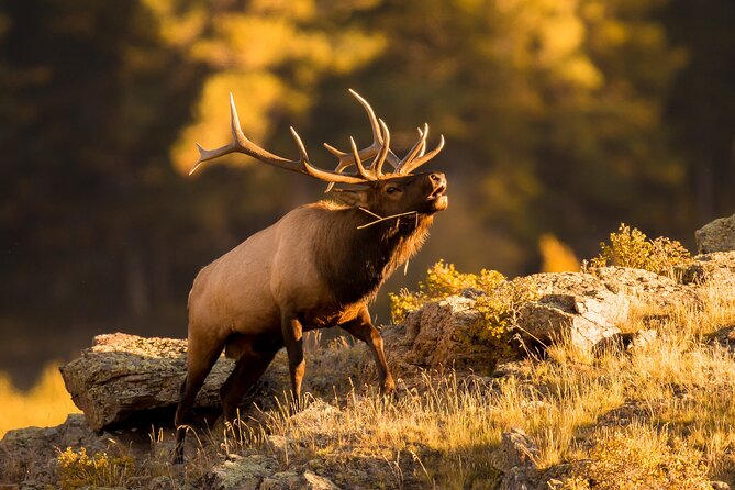 Discover Rocky Mountain National Park From Denver or Boulder - Meeting and Pickup Information