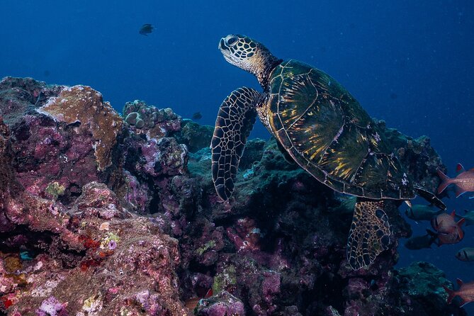 Discover Scuba Diving Class - Lahaina - Additional Info