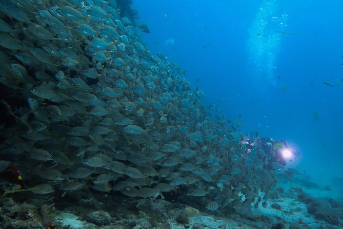 Discover Scuba Diving in Puerto De Mogan - Additional Information