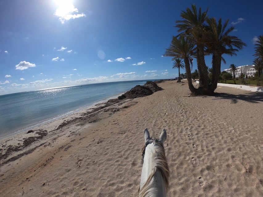 Djerba: 2-Hour Lagoon Horse Riding Experience - Horse Riding Experience Highlights