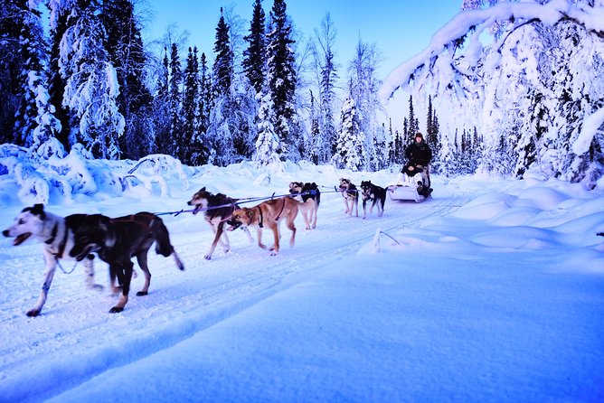Dog Sledding and Mushing Experience in North Pole - Overall Experience