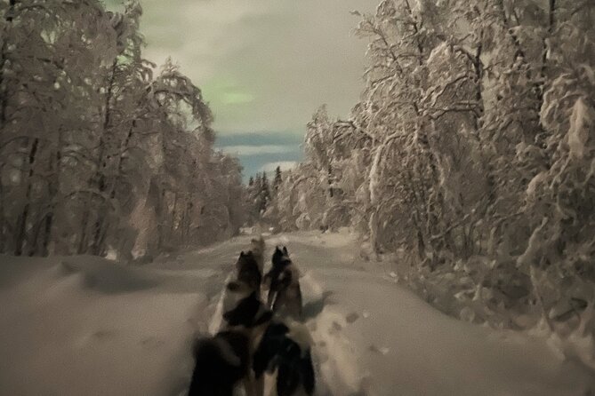 Dog Sledding With Greenland Dogs