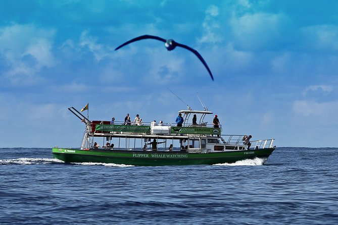 Dolphin and Whale Watching by Flipper in La Palma - Reviews and Pricing