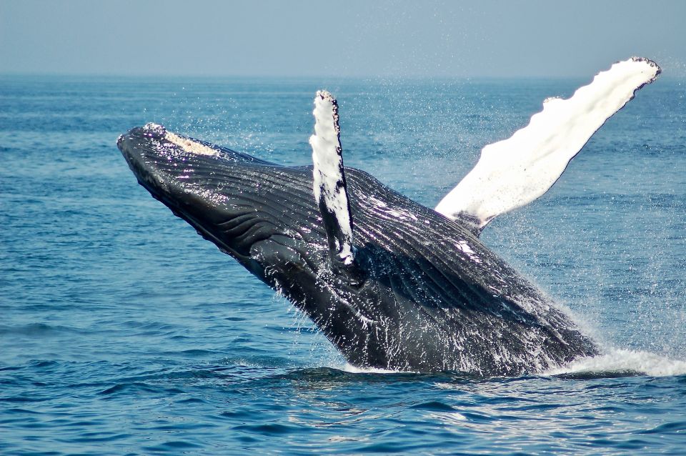 Dolphin and Whale Watching in Negombo - Customer Reviews