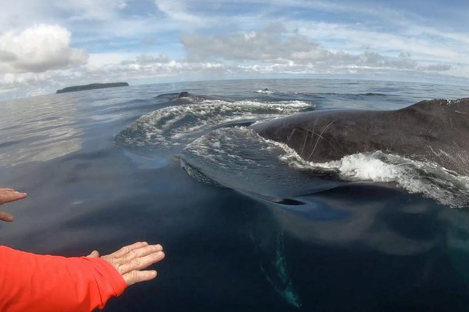Dolphin and Whale Watching Tour in Drake Bay as Seen on National Geographic - Expert-Guided Excursion