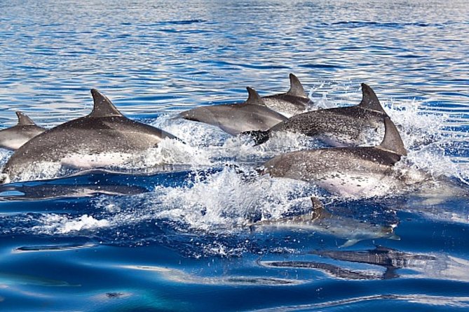 Dolphin and Whales Watching Cruise From Puerto Rico De Gran Canaria - What To Expect