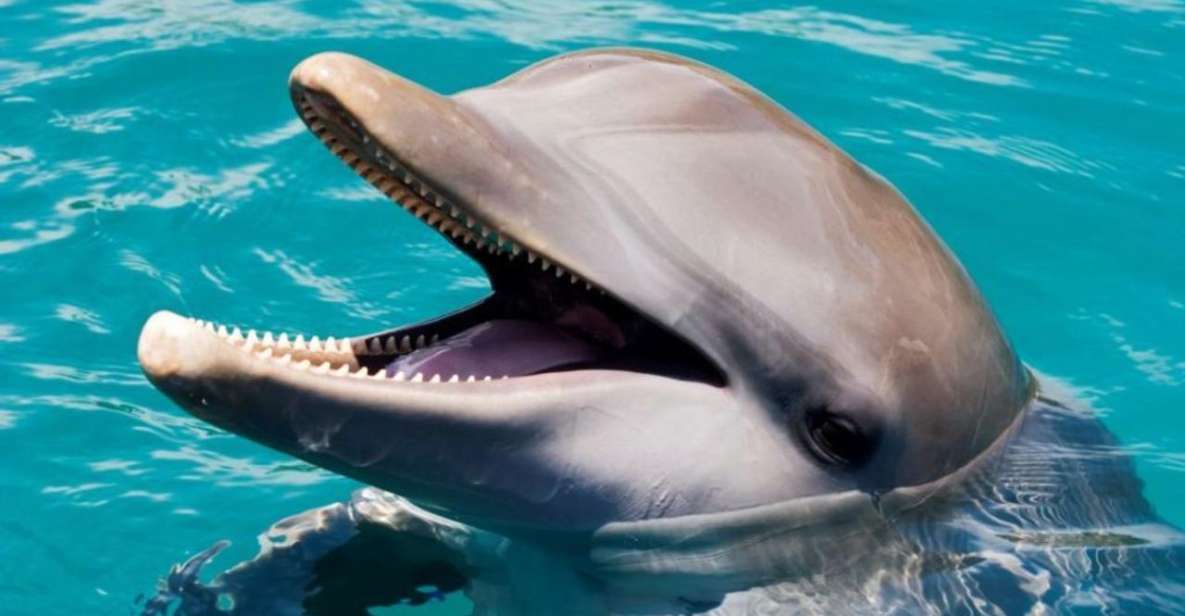 Dolphin Encounter for Dominican Residents - Full Description of the Excursion