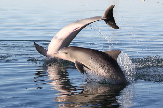 Dolphin Sanctuary Kayak Tour Adelaide - Customer Experiences