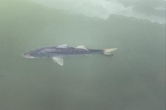 Dolphin Shelling Snorkeling Cruise in Tampa - Customer Experience