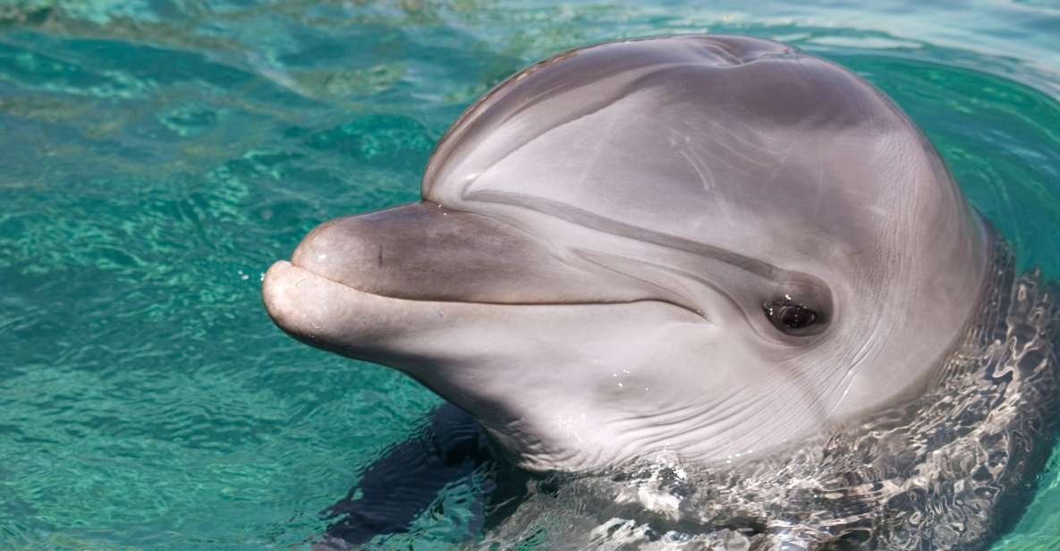 Dolphin Swim Encounter – Dolphin Cove, Ocho Rios, Jamaica - Booking Details