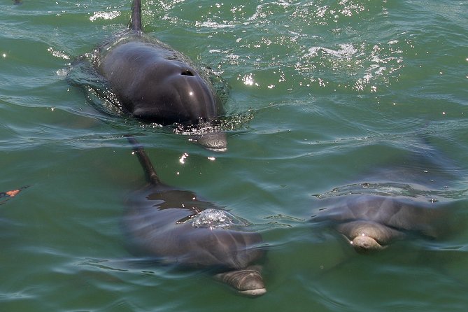 Dolphin Tour on a Private Boat - Included Amenities