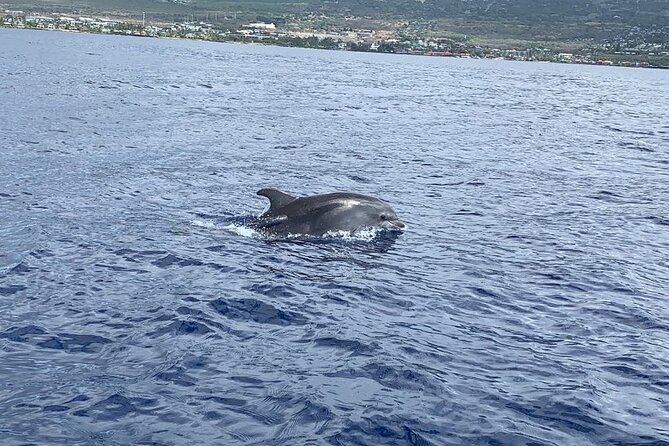 Dolphin Watch & Snorkel Captain Cook Monument Big Island Kailua-Kona Hawaii - Seamless Booking Process