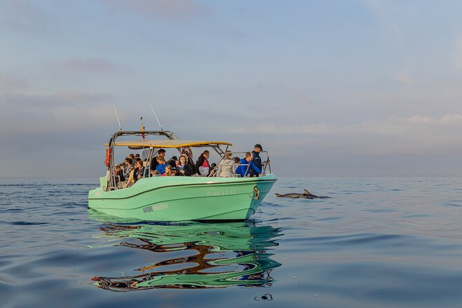 Dolphin Watching by Boat - Flexible Cancellation Policy