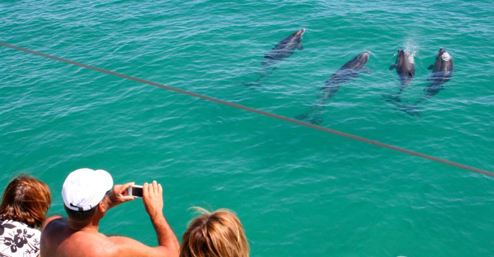 Dolphin Watching in the Wild - Half Day Private Tour - Experience Itinerary