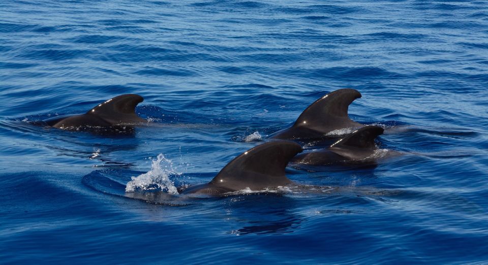Dolphin Watching in Trincomalee - Wildlife Encounter Experience