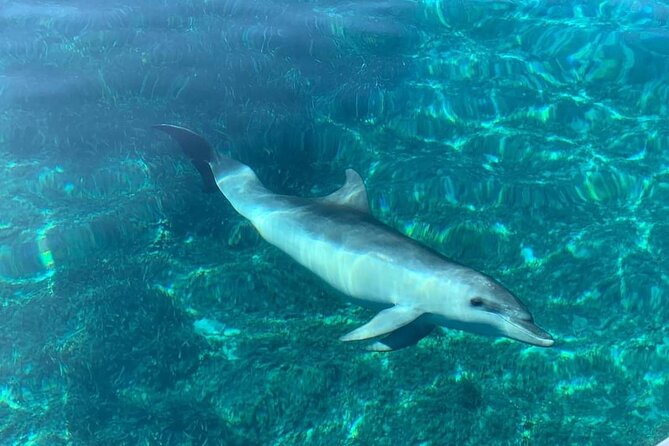 Dolphin Watching Tour With Snorkeling From Olbia - Inclusions and Services