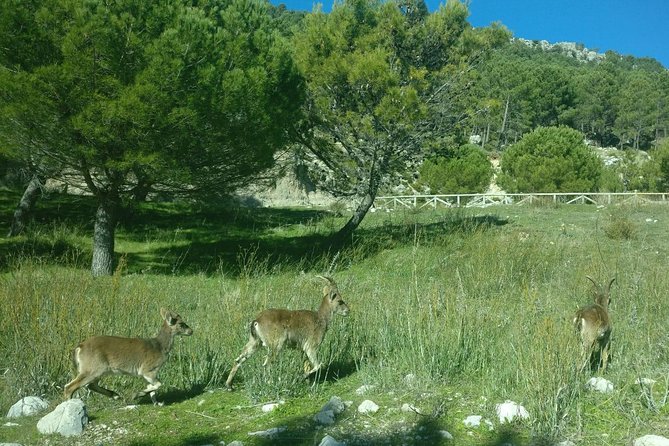 Donana National Park and El Rocío: 4x4 Guided Tour From Seville - Meeting and Pickup Details