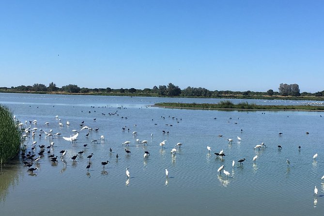 Donana National Park: Guided Day Tour From Seville - Pickup Information