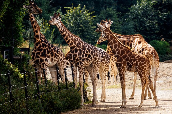 Dublin Zoo Skip-the-line Tickets and Private Transfers - Additional Information