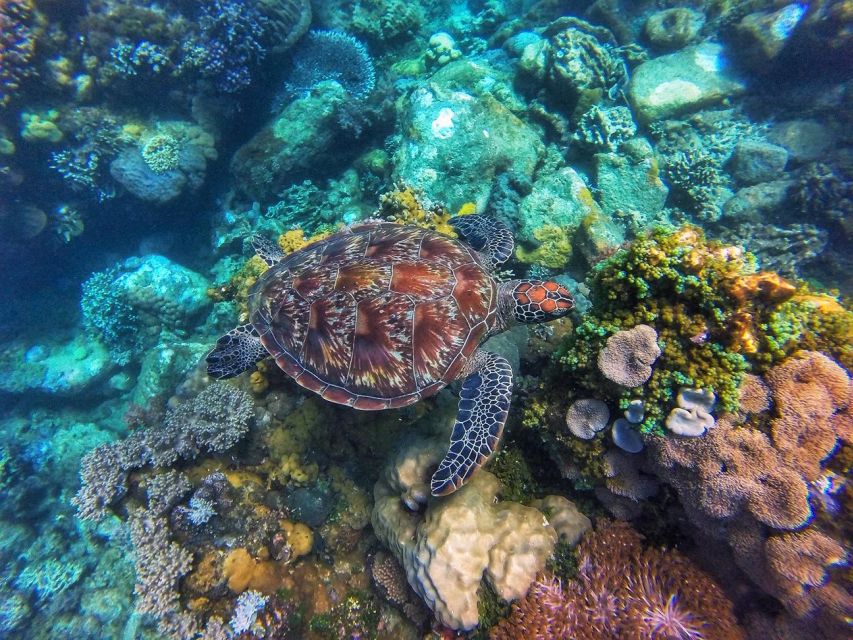 Dumaguete Apo Island With Turtle Snorkeling - Hotel Pickup Information