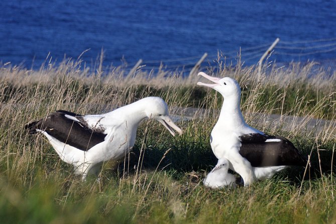 Dunedin City Highlights, Otago Peninsula Scenery & Albatross Guided Tour - History of Dunedin Insights