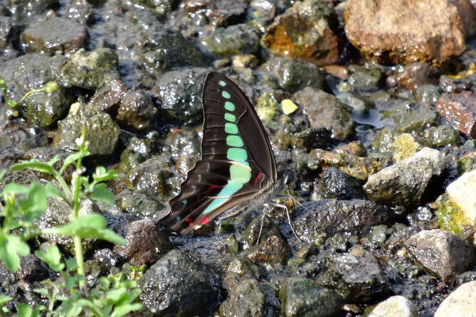 Easygoing Nature Walk in Hakone Tour - Common questions