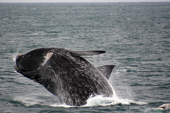 Educational Whale Watching Tour From Augusta or Perth - Booking Options and Payment Methods