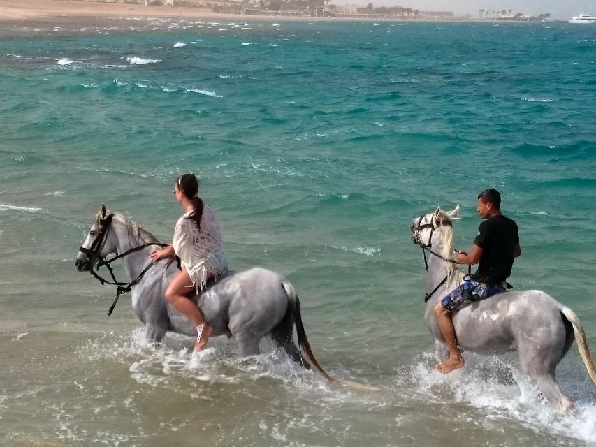 El Gouna: Desert & Sea Horse Riding With Swimming Optional - Review Summary of Horse Riding