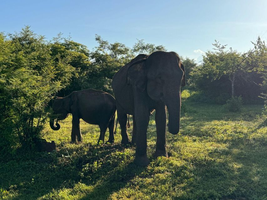 Ella to Yala Safari W Tush - Bird Watching in Yala