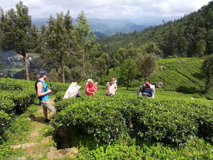 Ella: Tuk-Tuk Safari Day Trip and Tea Fields Hike With Lunch - Description of the Activity