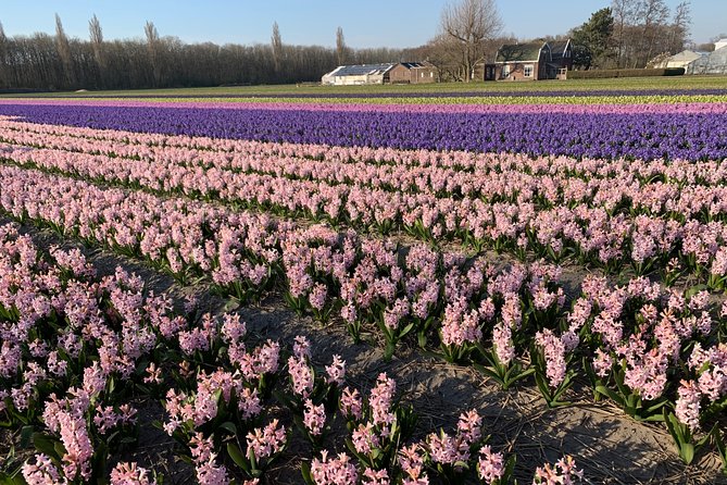 Enjoy the Tulip Fields by Bicycle With a Local Guide! Tulip Bike Tour! - Tour Requirements and Restrictions