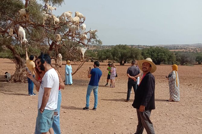 Essaouira Day Trip From Marrakech - Transportation and Guides