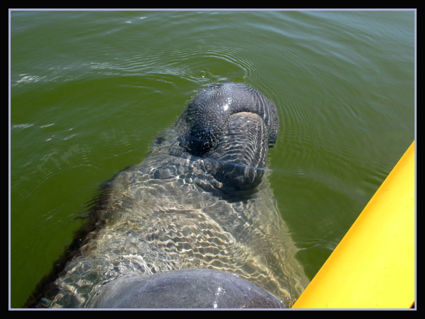Everglades National Park 3-Hour Kayak Eco Tour - Review Summary
